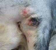 Neoplasie (Tumor) am Bein eines Hundes